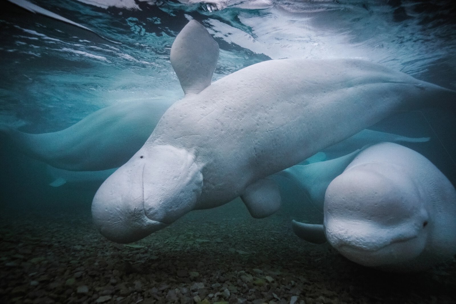 VĂN HOÁ CỦA LOÀI CÁ VOI Mỗi độ hè về, gần 2000 con cá voi trắng gần đảo Somerset ở Bắc Cực Canada nô đùa cùng nhau, chăm sóc con non, rôm rả trong những tiếng huýt, và bơi lội qua lại giữa bè bạn và gia đình. Các nhà khoa học đoán rằng nhiều loài cá voi có chung truyền thống văn hoá không kém cạnh con người.
