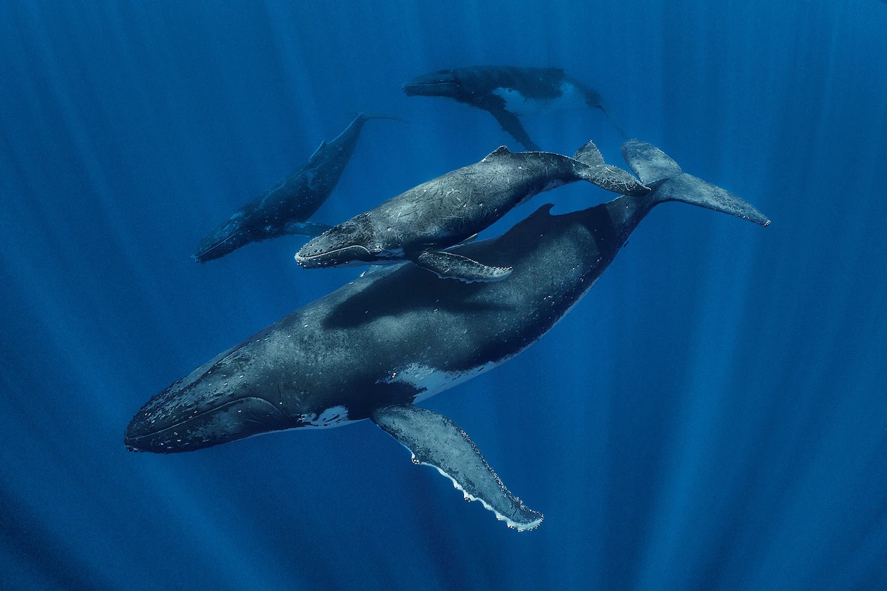 HỘ TỐNG CỦA LOÀI LƯNG GÙ Cá voi lưng gù mẹ và con non cho hai con đực đi cùng trên quần đảo Cook. Con đực hộ tống con cái và các con non với hy vọng sẽ trở thành đối tượng tiếp theo có thể giao phối với cá voi mẹ. Cá voi con có tiếng rít nhẹ nhàng nghe như tiếng huýt, có lẽ là để tránh bị kẻ thù nghe thấy. Con đực trưởng thành thì phát ra những tiếng ỉ ôi trầm thấp và những tiếng húp và ré the thé.