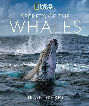 BÍ MẬT CỦA CÁ VOI Nhiếp ảnh gia Brian Skerry đã chu du từ Bắc Cực đến Nam Thái Bình Dương để chụp lại những bức ảnh ngoạn mục và cận cảnh về các loài cá voi, vén màn cuộc sống và xã hội phức tạp của chúng. Hiện có bán online và trong các hiệu sách.