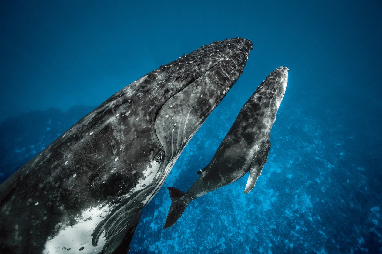 RÈN LUYỆN KỸ NĂNG Con cá voi lưng gù mẹ và con con bơi qua một rạn đá ngầm trong vịnh ngoài khơi Vava‘u, Tonga. Chúng đã nhập đàn cùng vài trăm con cá voi lưng gù trưởng thành để vỗ béo mình bằng loài nhuyễn thể Nam Cực vào mùa hè trước khi trở lại Nam Thái Bình Dương cho mùa giao phối. Trên đường đi, cá voi con bắt đầu bắt chước phương pháp săn mồi và các hành vi khác của cá voi trưởng thành.