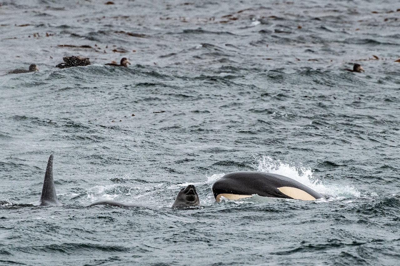 HỌC CÁCH SĂN MỒI Gần đảo Sea Lion thuộc quần đảo Falklands, cá voi sát thủ cái trong vài gia đình đã học cách cướp voi biển con từ tổ đẻ và dùng nó để luyện tập săn mồi với con mình, sau đó mới ăn thịt.