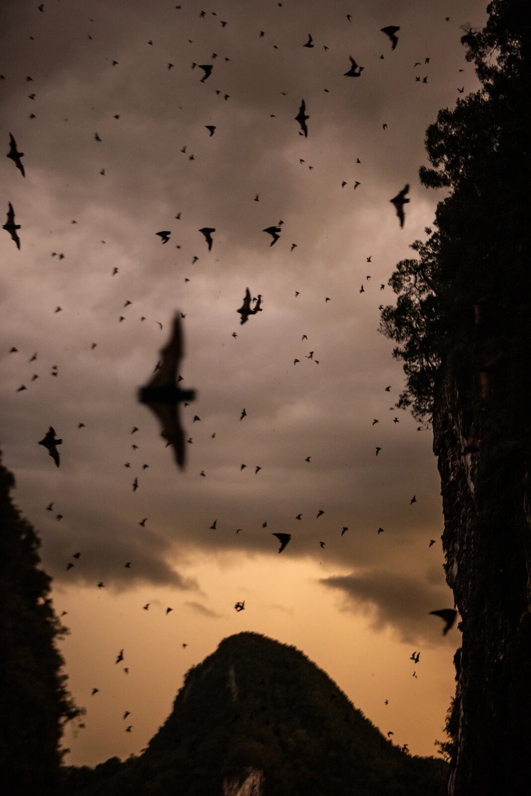 Động Hươu là nơi sinh sống của nhiều loài dơi, thường bay ra ngoài vào chiều tối để săn mồi.