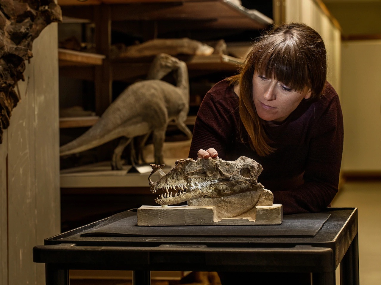 Susannah Maidment kiểm tra chiếc sọ duy nhất của loài Proceratosaurus bradleyi, từng sống ở khu vực ngày nay là hạt Gloucestershire, Anh, khoảng 166 triệu năm trước. Loài vật này là một trong những thành viên đầu tiên của nhóm đã phát sinh ra khủng long bạo chúa.