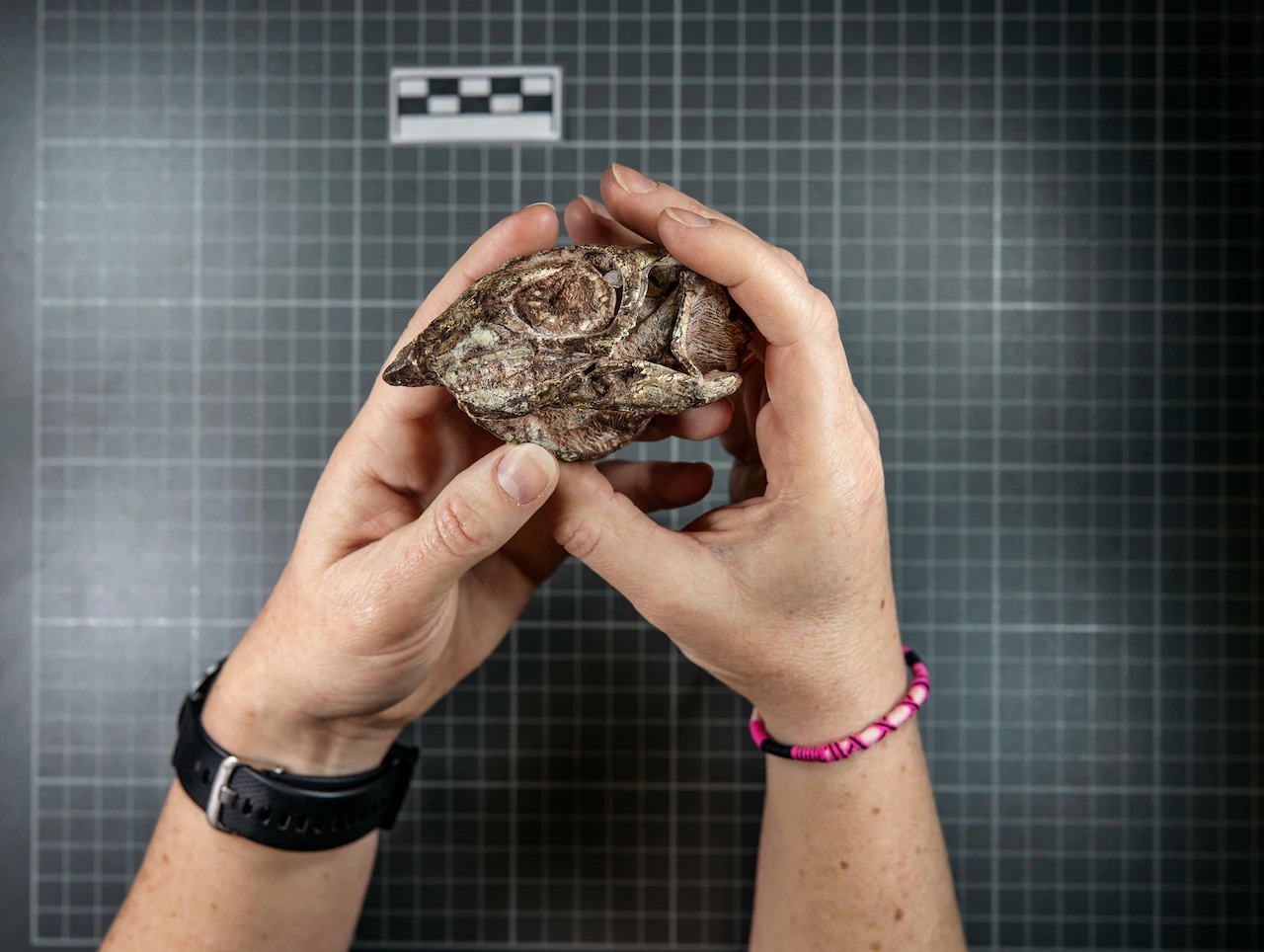 Susannah Maidment cầm chiếc sọ của một con Lesothosaurus diagnosticus, một trong những loài khủng long hông chim được biết đến sớm nhất. Hoá thạch này có nguồn gốc từ hệ tầng Thượng Elliot ở châu Phi, hình thành cách đây hơn 190 triệu năm.