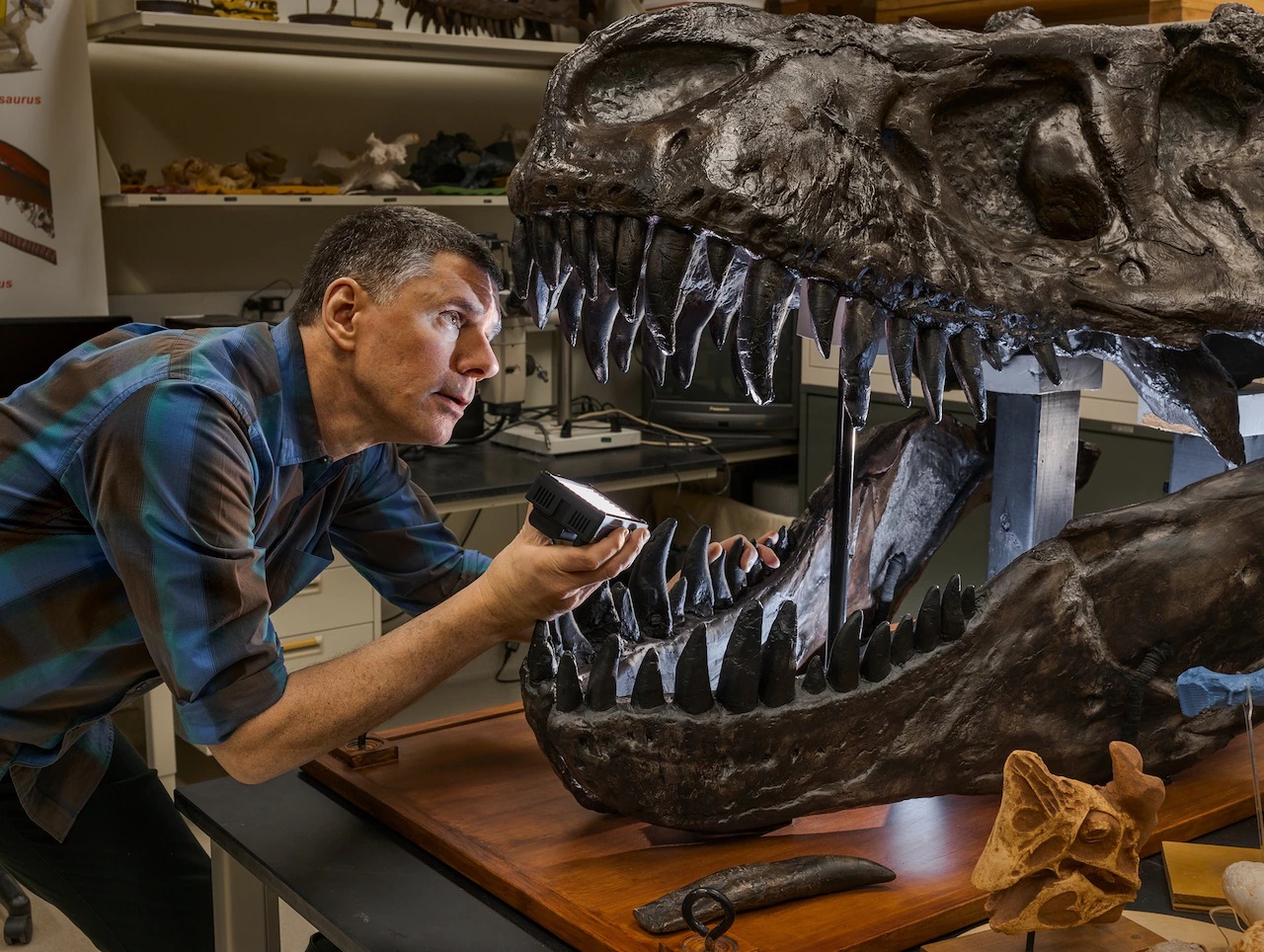 Lawrence Witmer chăm chú quan sát khuôn sọ khủng long bạo chúa trong phòng thí nghiệm tại Đại học Ohio của mình. Phần viền hộp sọ của T. rex khiến các nhà cổ sinh vật học kết luận rằng loài động vật này phụ thuộc rất nhiều vào khứu giác. Một nghiên cứu năm 2019 đã kết luận T. rex có thể sở hữu gen thụ cảm mùi nhiều gấp 1,5 lần con người, dựa trên kích thước tương đối của vùng não xử lý mùi hương.