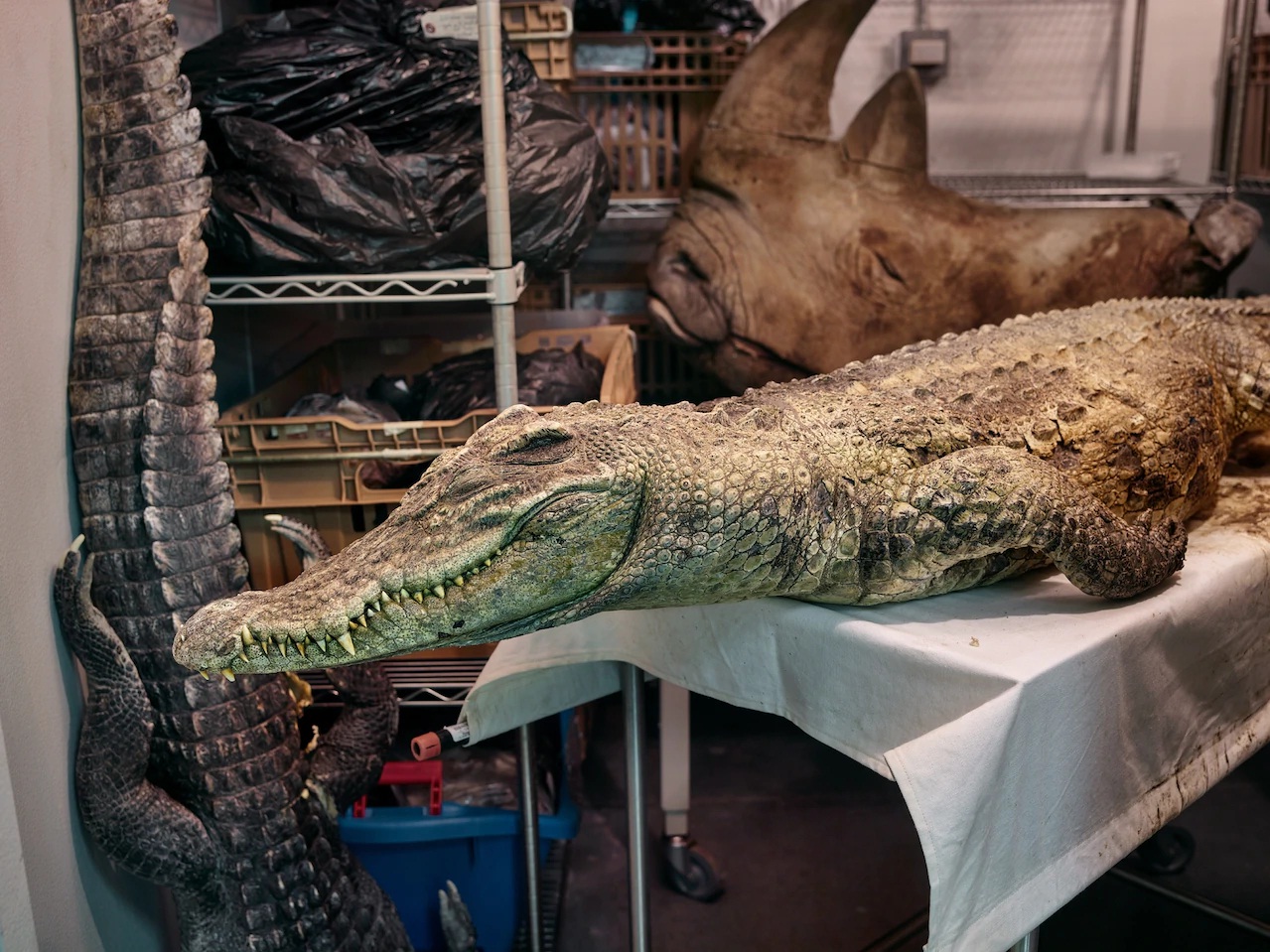 Xác của con cá sấu Xiêm nằm trên bàn trong buồng kết đông ở phòng thí nghiệm của Witmer, bao quanh là các mẫu vật giải phẫu khác. Cá sấu Xiêm là loài rất nguy cấp; cá thể này chết vì nguyên nhân tự nhiên.