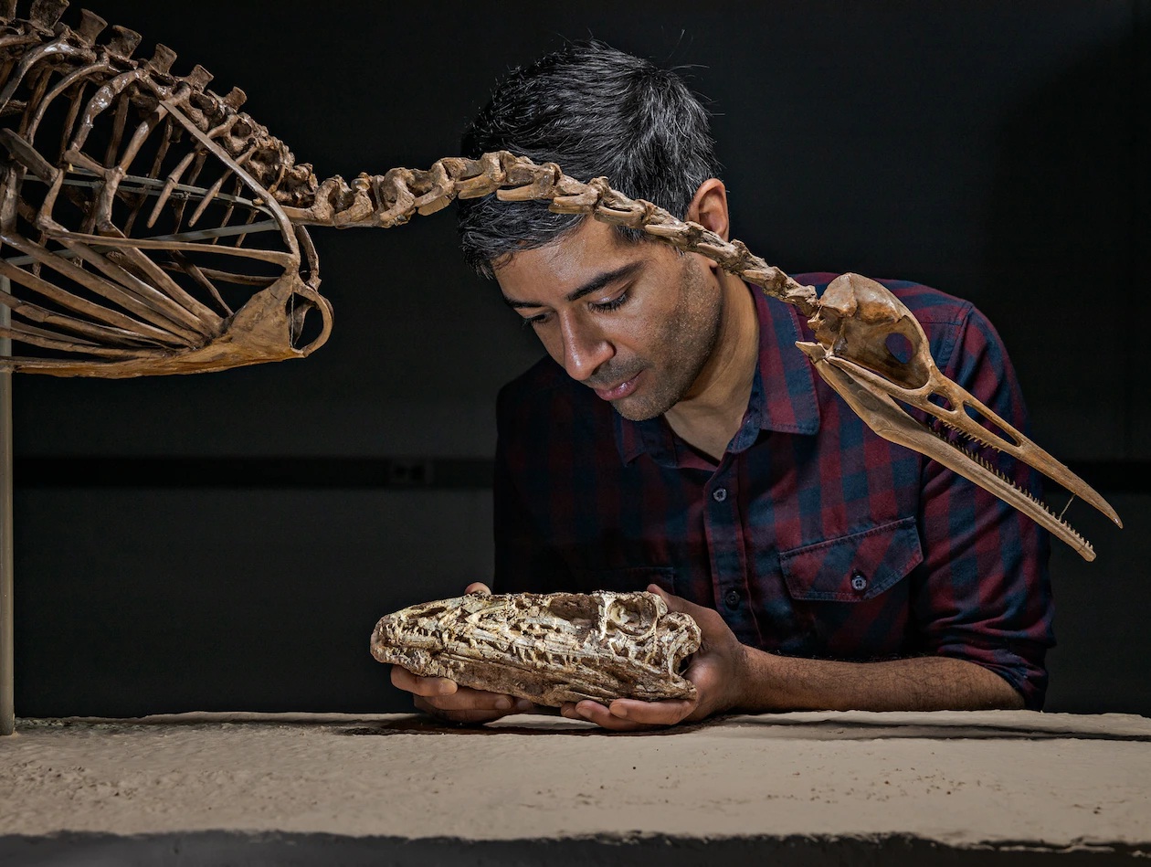 Hesperornis (phía trên), một loài chim nguyên thuỷ kỷ Phấn Trắng, là họ hàng xa của khủng long chân thú đầu tiên Coelophysis, xương sọ của nó đang nằm trên tay nhà cổ sinh vật học Bhart-Anjan Bhullar của Yale. Nghiên cứu của ông cho thấy khi tiến hoá, xương sọ chim trưởng thành vẫn giữ lại những đặc điểm mà khủng long tuyệt chủng chỉ có khi còn nhỏ, là tiền đề cho chiếc mỏ của loài chim.  ẢNH CHỤP TẠI BẢO TÀNG LỊCH SỬ TỰ NHIÊN PEABODY, ĐẠI HỌC YALE