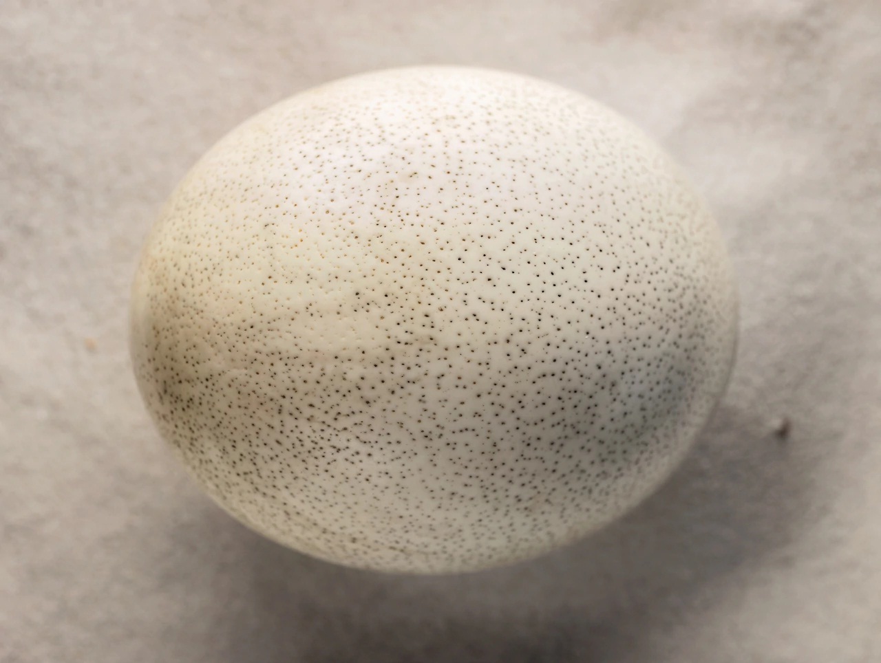 Những chấm lõm li ti bên ngoài trứng đà điểu Nam Phi. Nặng hơn 3 pao mỗi trứng, trứng đà điểu là trứng to nhất do chim còn sống sinh ra. Chim voi tuyệt chủng ở Madagascar là loài có trứng lớn nhất trong số các loài động vật có xương sống, mỗi trứng có thể tích bằng 160 quả trứng gà.
