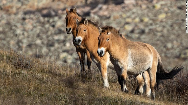 Ngựa Przewalski đã trở thành một trong những biểu tượng tái nhập nội loài thành công nhất. Loài ngựa thả rông thảo nguyên Trung Á này đã tuyệt chủng ngoài tự nhiên những năm 1960, nhưng một chương trình nuôi nhốt năm 1985 đã làm dấy lên hy vọng mang chúng trở lại. Một chương trình tái nhập nội loài cũng được khởi động ở Mông Cổ năm 1922, và đến năm 2018, ước tính có hơn 500 con ngựa đang rải rác khắp nước này. Trung Quốc đã tiến hành chương trình của mình năm 2001, thả ngựa vào các khu bảo tồn thiên nhiên bán hoang dã khoảng nửa năm. Ngựa Przewalski cũng trở lại khu vực Ural của Nga năm 2016, và cũng có nhiều kế hoạch tái nhập nội loài trong tương lai ở Kazakhstan. Hiện nay, tổng cộng số lượng của quần thể ngoài tự nhiên và quần thể nuôi nhốt vào khoảng 1900 con.