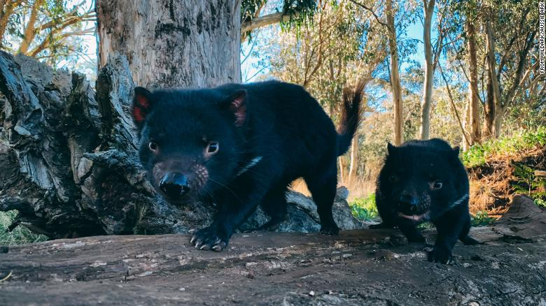 Quỷ Tasmania không phải lúc nào cũng sống bó hẹp trong Tasmania. Khoảng 3000 năm trước, loài thú túi đáng yêu này từng phân bố khắp Australia nhưng đã bị đuổi đi khi chó dingo có mặt. Số lượng của chúng bị sụt giảm thêm bởi bệnh u mặt quỷ (DFTD), một dạng ung thư lây lan giết chết 90% quần thể còn lại. Năm 2020, loài này được tái nhập nội vào một khu bảo tồn hoang dã ở New South Wales, Australia, giúp mở rộng quần thể loài ra khỏi hòn đảo chúng mang tên cũng như kiểm soát được số lượng cáo và mèo hoang.