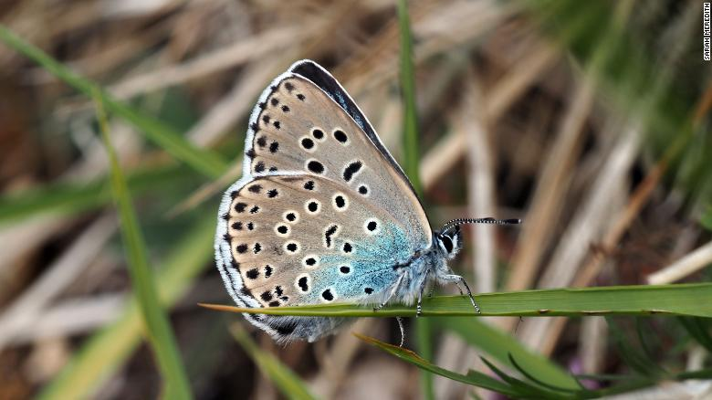 Tuyệt chủng ở vùng nông thôn nước Anh khoảng 40 năm, bướm lam lớn đã được tái nhập nội loài thành công vào năm ngoái. Các nhà bảo tồn dành ra 5 năm chuẩn bị khu vực cho loài bướm này trở lại ở Rodborough Common, Gloucestershire, tây nam nước Anh, cùng với khoảng 750 loài côn trùng khác xuất hiện vào mùa hè vừa qua.