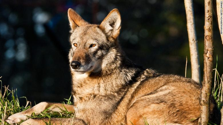 Khi nạn săn bắt và mất môi trường sống đặt loài sói đỏ vào bờ vực tuyệt chủng những năm 1970, các nhà bảo tồn đã thu gom những con còn lại cho chương trình nuôi nhốt. Chỉ 17 con được tìm thấy, và năm 1980, loài này được tuyên bố là đã tuyệt chủng ngoài tự nhiên. Dù vậy, chương trình nuôi nhốt đã thành công – 4 cặp được thả ra North Carolina năm 1987, và quần thể đã đạt đỉnh 130 con năm 2006. Tuy nhiên, việc quản lý kém của chương trình đã khiến sói đỏ đối mặt với tuyệt chủng ngoài tự nhiên một lần nữa: Tháng 2/2021, được biết chỉ còn 10 con đang sống tự do.