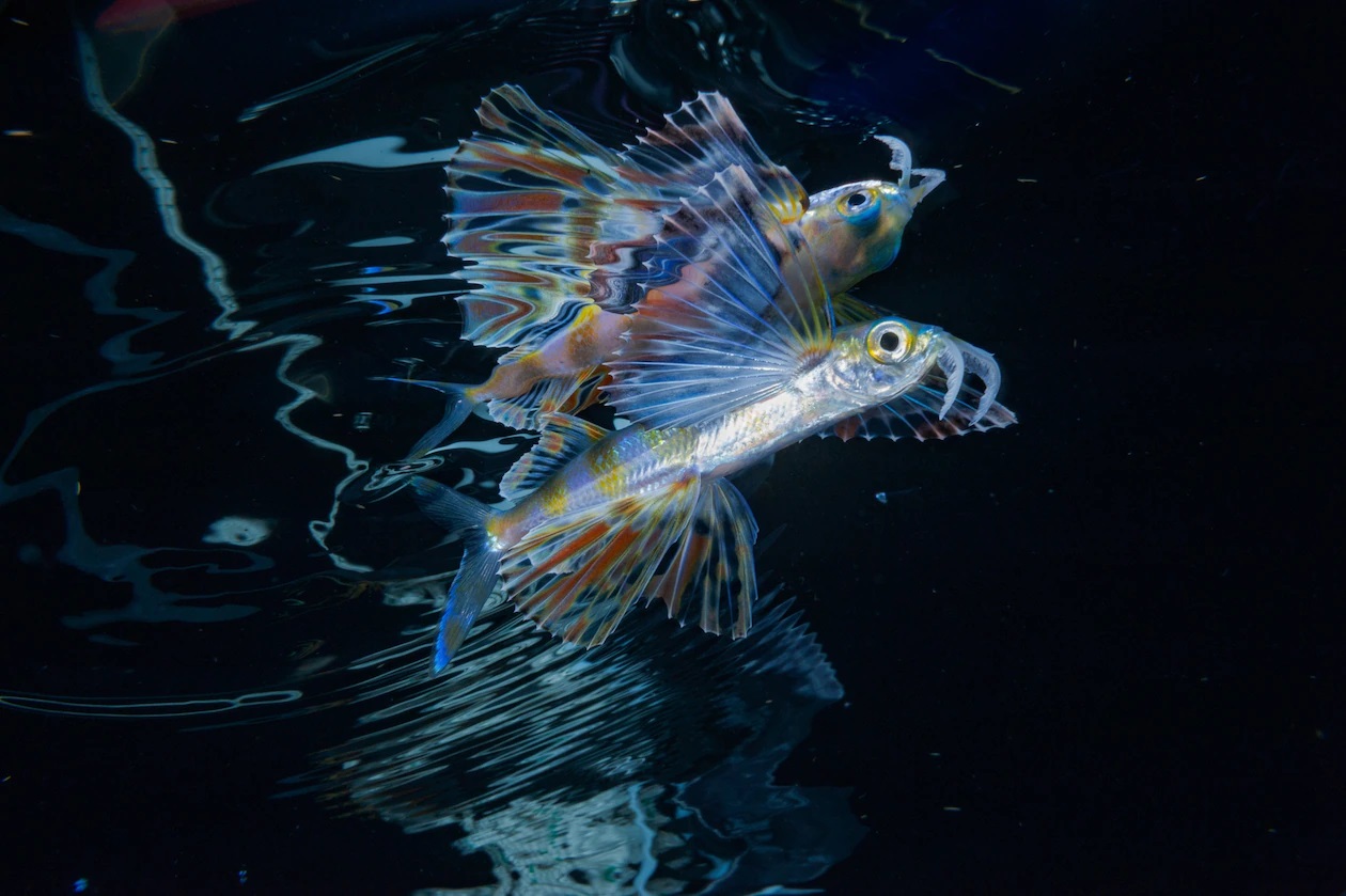 Hình ảnh con cá chuồn màu sắc sặc sỡ được phản chiếu bên dưới mặt biển ngoài khơi Bermuda. Ở phía trên, loài cá này có thể bay xa lên đến 650 bộ trên mặt nước bằng cách sải vây ngực của mình như đôi cánh.