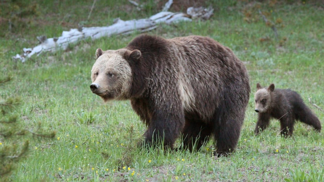 Một con gấu xám và con của nó đang đi qua đồng cỏ ở Vườn Quốc gia Yellowstone. Ảnh: Will Powers/SOPA Images/LightRocket, Getty Images