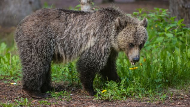 Một con gấu xám trưởng thành đang đi qua khu vực cắm trại và dã ngoại ở hồ Loiuse, Alberta, Canada. Đừng để thức ăn của bạn trở thành thứ món ngon ở xứ sở của gấu. Ảnh: George Rose/Getty Images