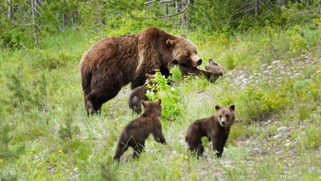 Một con gấu xám có tên “399” đang đi cùng 4 đứa con của mình bên ngoài Jackson, Wyoming, tháng 6/2020. Gấu mẹ sống trong Vườn Quốc gia Grand Teton và rừng quốc gia Bridger-Teton. Một người bộ hành khôn ngoan sẽ không bao giờ xen vào giữa 399 và đàn con của nó. Ảnh: George Frey/Getty Images