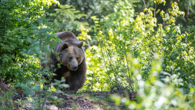 Con gấu nâu này đang lang thang trong rừng Bavaria ở Neuschonau, Đức. Nếu gấu bắt đầu tiến về phía bạn, việc đứng yên là rất quan trọng. Bỏ chạy sẽ là một nước đi sai lầm. Ảnh: Ingo Geriach/Barcroft Media/Getty Images