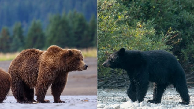 Gấu xám ở bên trái. Bạn thấy cái bướu chứ? Đó là một cách để phân biệt gấu xám và gấu đen, vì gấu đen không có bướu phía sau cổ. Ảnh: Getty Images