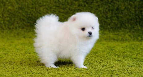 white-pomeranian-long-1024x555-1024x555.jpg