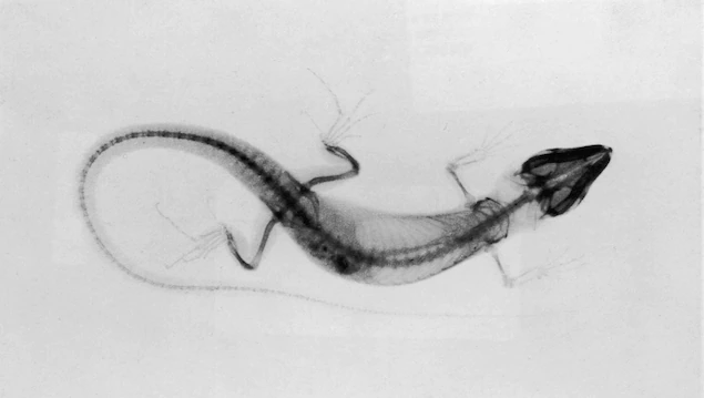 Bức ảnh x-quang của một con thằn lằn lạ được chụp năm 1890 làm nổi bật lên bộ xương trong, vốn phổ biến ở hầu hết loài chim, bò sát, lưỡng cư và cá. Ảnh: George Eastman House, Eder & Valenta, Getty Images