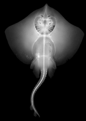 Cá mang tấm, như con cá đuối gai lưng này, có bộ xương trong bằng sụn. Ảnh: Science Photo Library, Alamy.