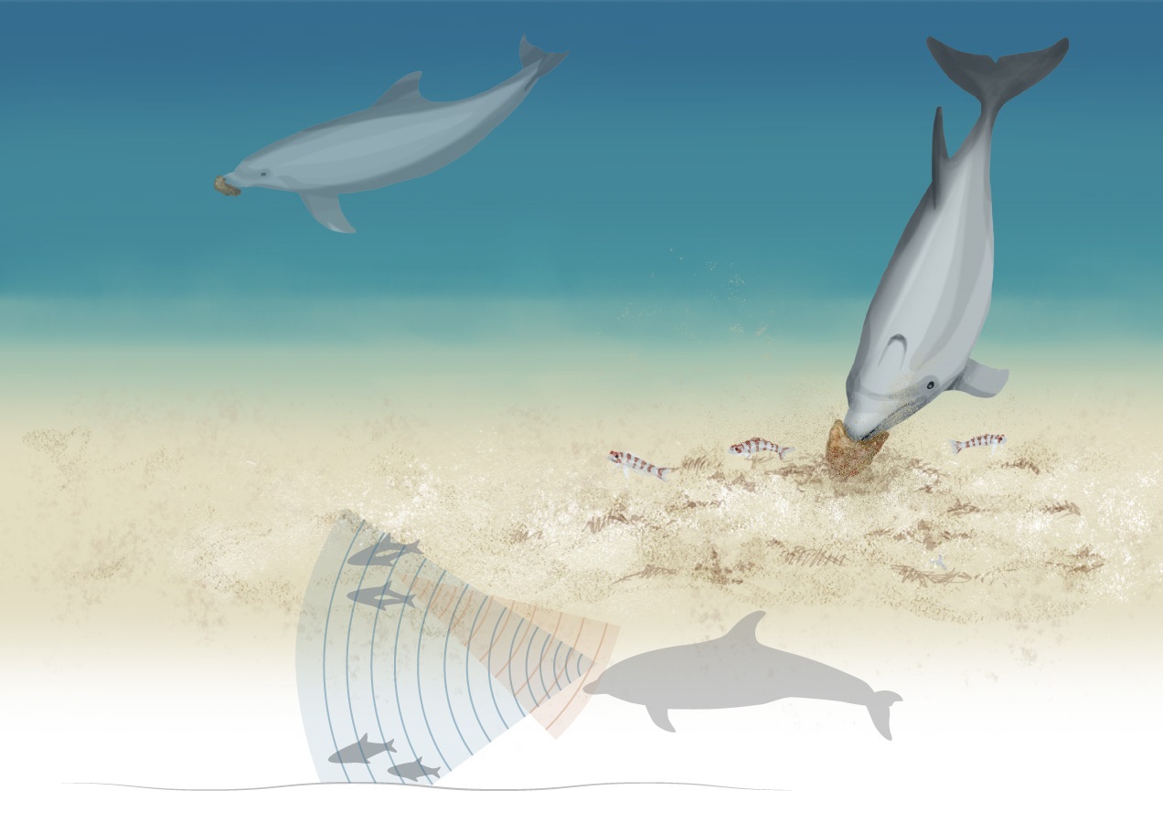 Cá heo bảo vệ mặt bằng hải miên có dạng hình giỏ khi tìm con mồi trốn dưới đáy biển.