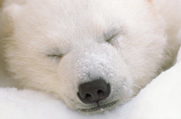 Tuyết phủ lên mũi một con gấu Bắc Cực đang ngủ. Giống như con người, phần lớn động vật đều cần ngủ, nhưng chúng có những cách ngủ độc nhất vô nhị. Ảnh: Norbert Rosing, Nat Geo Image Collection.