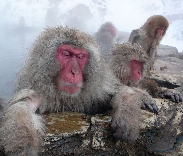 Khỉ macaca Nhật Bản nghỉ ngơi trong suối nước nóng ở Nagano, Nhật Bản. Ảnh: Istvan Hernadi, National Geographic Your Shot.