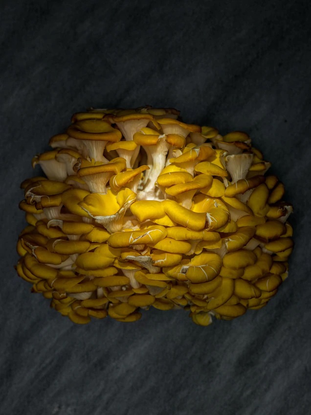 Nấm bào ngư vàng (Pleurotus citrinopileatus): Giống như các loài nấm bào ngư khác trong chi Pleurotus, nấm bào ngư vàng chứa nhiều chất chống oxi hoá.