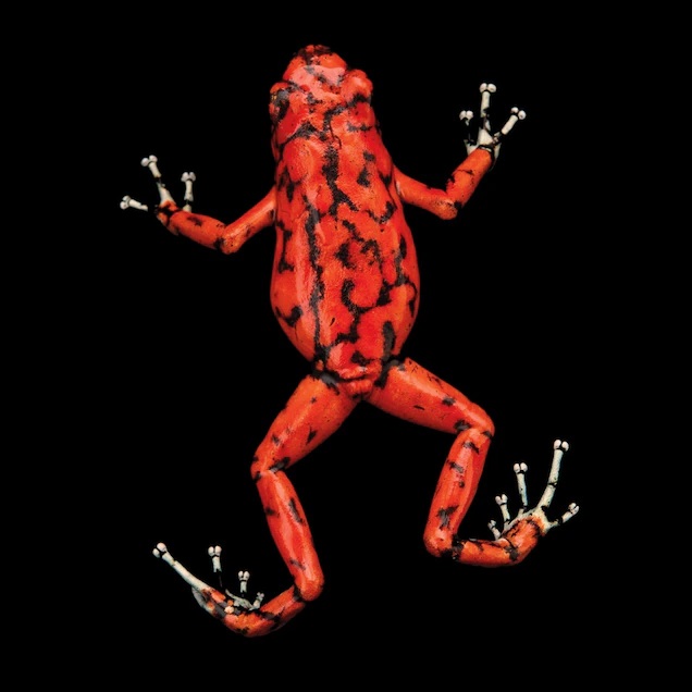 Kẻ chuyên nhảy nhót nào trong những bức ảnh sau độc nhất? Chính là loài ếch độc quỷ màu đỏ nhỏ này.