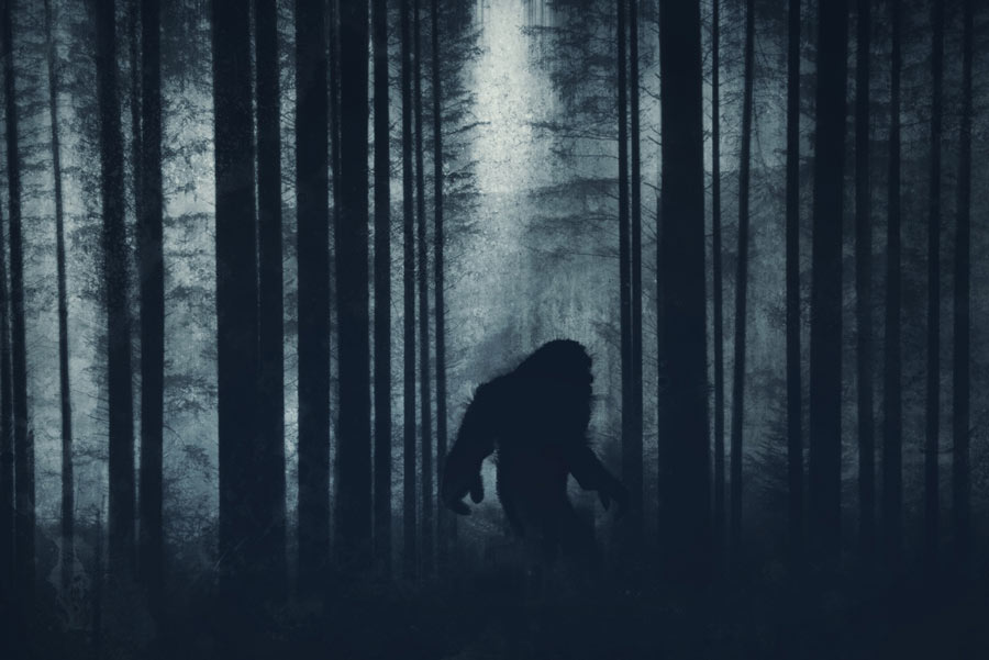 Hình hài bí ẩn của Bigfoot trong rừng. Ảnh: Dave/Adobe Stock.
