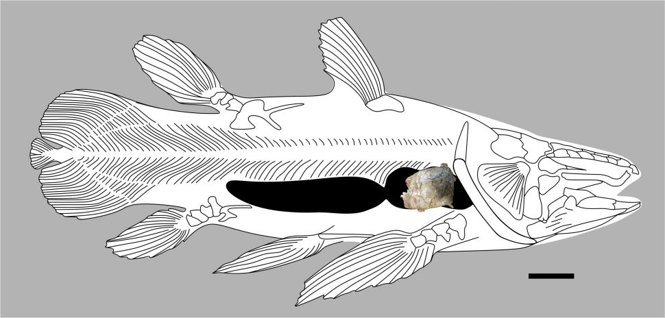 Sơ đồ biểu thị vị trí lá phổi hoá thạch trong cơ thể cá vây tay cổ đại. Ảnh: Đại học Portsmouth.