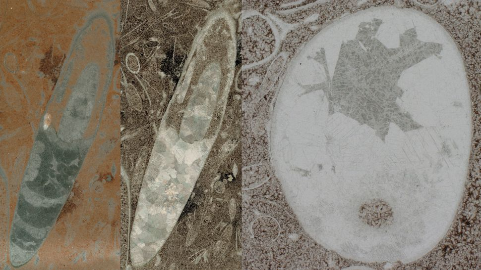 Góc nhìn theo chiều dài thân (ở giữa bên trái) và mặt cắt (bên phải) của hoá thạch về loài chân đầu có thể là cổ nhất được ghi nhận. Ảnh: Gregor Austermann/Communications Biology.
