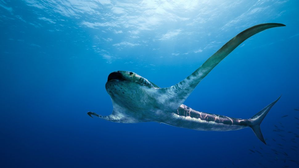 Tranh minh hoạ loài cá mập đại bàng có cánh vừa được mô tả (Aquilolamna milarcae), sống 93 triệu năm trước dưới đại dương cổ đại nơi ngày nay bao quanh Mexico. Ảnh: Oscar Sanisidro.