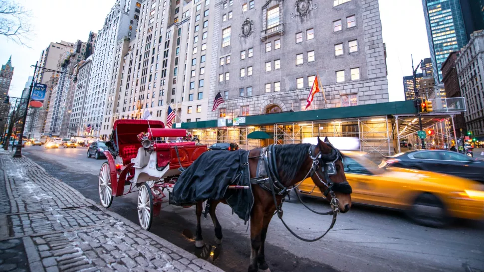 Một con ngựa kéo xe ở thành phố New York. Ngựa có thể tạo ra khoảng 15 mã lực. Ảnh: anouchka/Getty Images.