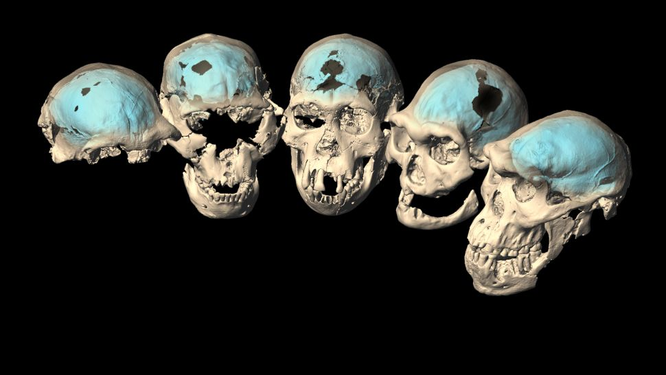 Ảnh phục dựng thực tế ảo 5 xương sọ được bảo quản nguyên vẹn của người Homo erectus từ Dmanisi, Georgia, cách đây từ 1,85 triệu đến 1,77 triệu năm. Ảnh: M. Ponce de León và Ch. Zollikofer/Đại học Zurich.