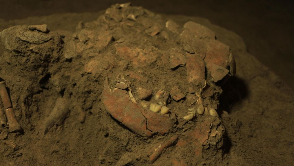 Xương sọ và xương hàm của người phụ nữ Toalean thời cổ được tìm thấy trong một hang động ở Nam Sulawesi, Indonesia. Ảnh: Đại học Hasanuddin.