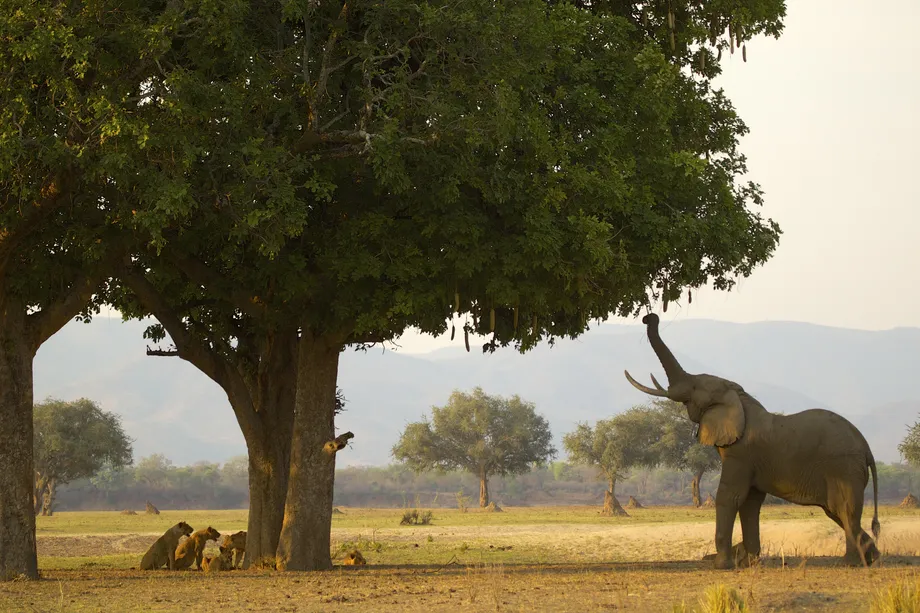 Voi châu Phi có thể vận chuyển hạt cây xa đến 65 kilomet. Trong ảnh, một con voi đực đang kiếm ăn từ cây xúc xích trong Vườn Quốc gia Mana Pools, Zimbabwe. Ảnh: Getty Images.