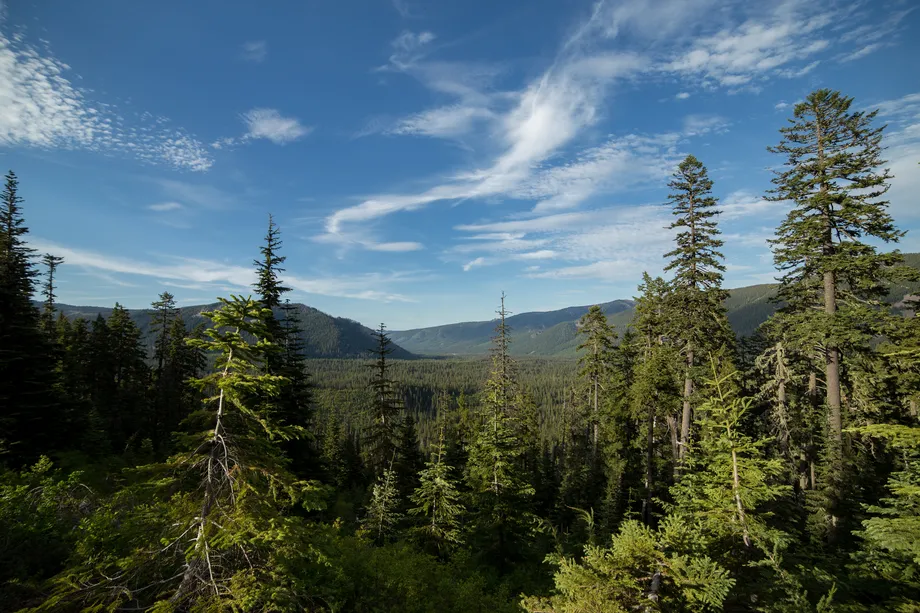 Một số cánh rừng phụ thuộc vào động vật hoang dã. Nếu không có động vật, thực vật có thể trở thành nạn nhân của biến đổi khí hậu trước hết. Ảnh chụp phía trên thung lũng sông Hood. Ảnh: Getty Images.
