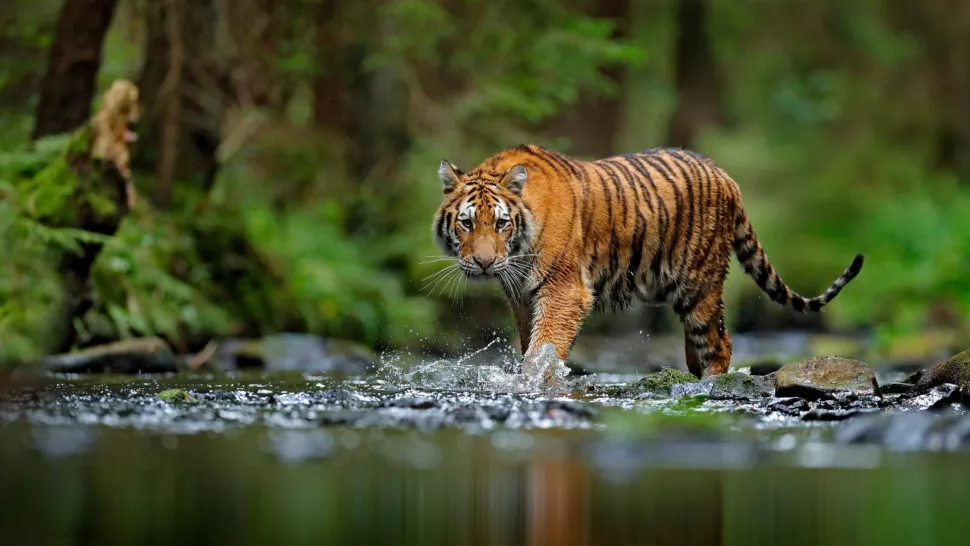 Một con hổ màu cam nổi bật lên giữa khung cảnh xung quanh. Ảnh: Ondrej Prosicky/Getty Images.