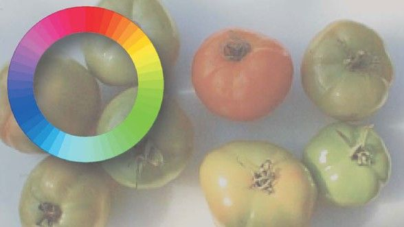 Cà chua màu xanh lục và đỏ dưới mắt nhìn của người không bị mù màu, có hệ thống thị giác xanh lam-vàng và đỏ-xanh lục. Ảnh: Jay Neitz.