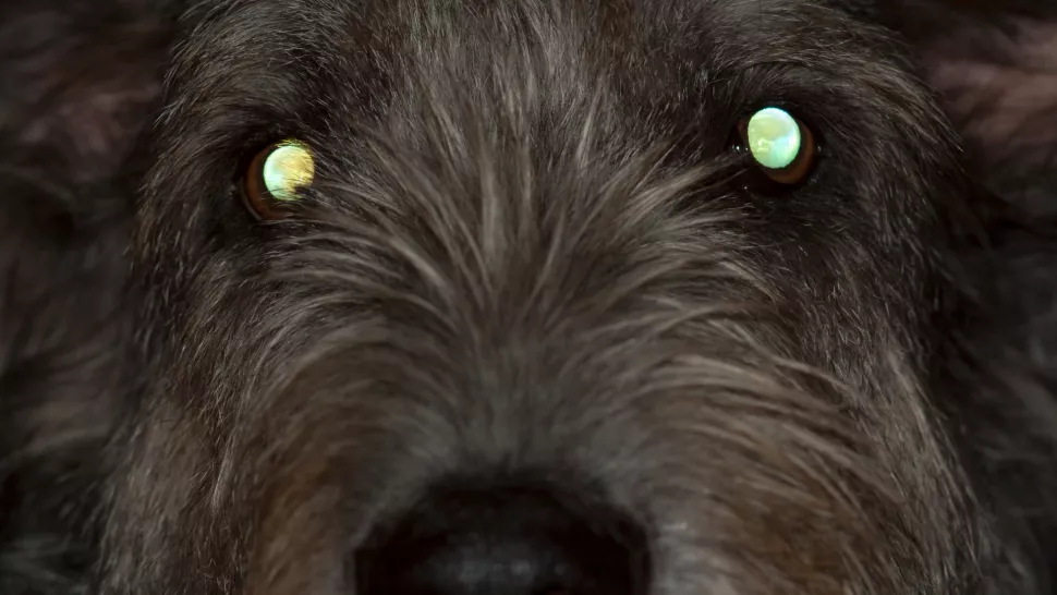 Mắt chó phản chiếu ánh sáng vào ban đêm. Ảnh: MegaV0lt/Getty Images.