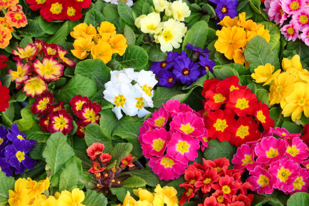 istockphoto-1211110323-612x612.jpg istockphoto-1211110323-612x612.jpg