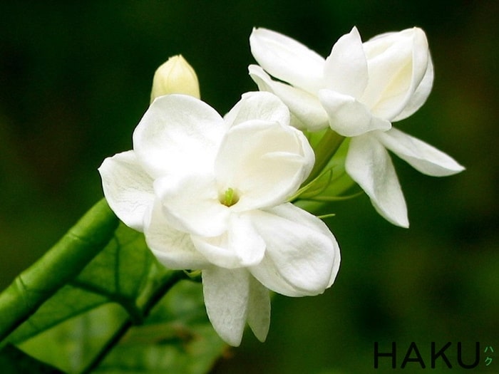 y-nghia-cua-hoa-nhai-jasmine-2.jpg y-nghia-cua-hoa-nhai-jasmine-2.jpg