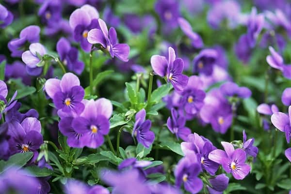 hoa-violet-4.jpg