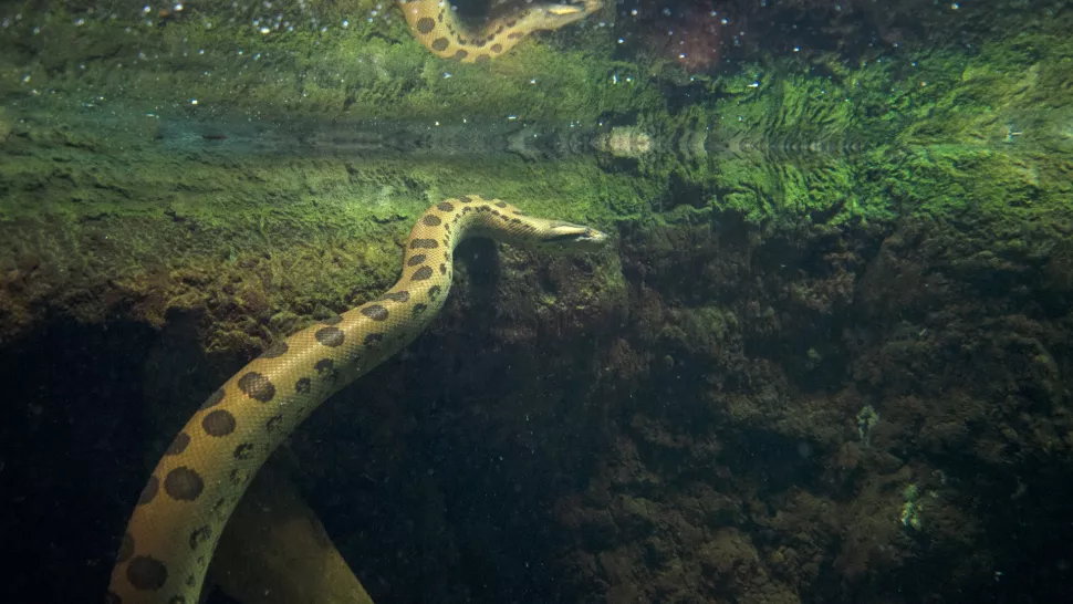 Một con trăn anaconda xanh đang bơi dưới nước. Ảnh: Getty/ Mark Newman.