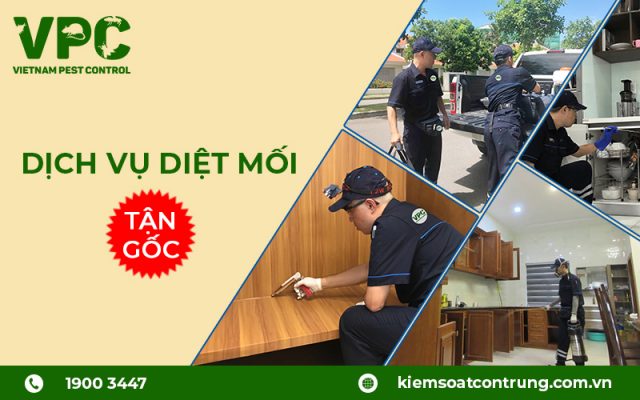 dich-vu-diet-moi-tan-goc-01.jpeg