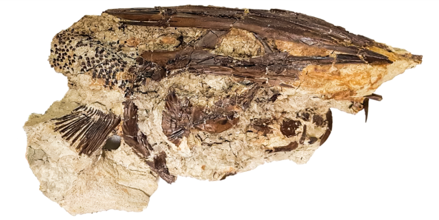 Hoá thạch cá tầm thìa được phát hiện ở địa điểm hoá thạch Tanis. Ảnh: During và cộng sự, tạp chí Nature, 2022.