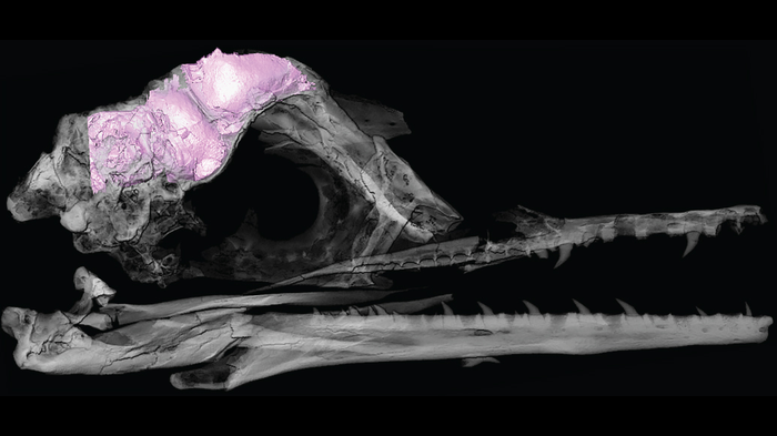 Mô hình 3D trong suốt xương sọ và bộ não của Ichthyornis.