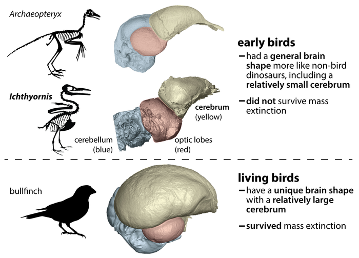 Những khác biệt trong hình dáng bộ não có khả năng đã ảnh hướng đến sự tồn vong của chim trong cuộc tuyệt chủng hàng loạt đã tận diệt khủng long phi chim. Ảnh: Christopher Torres/Đại học Texas ở Austin.
